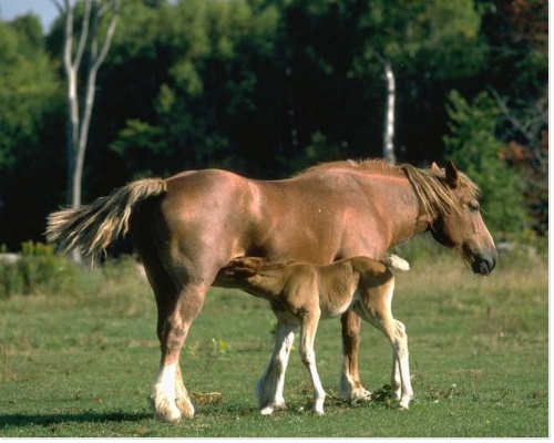 Poulain sous la mère