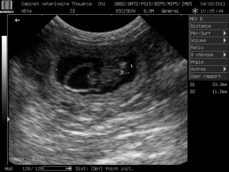 Gestation Chatte 3 semaines