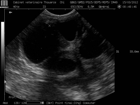 Ovaire de jument proche de l'ovulation