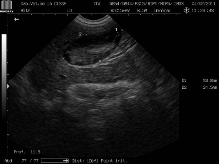 Vésicule biliaire chienne. Calcul